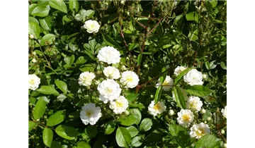 Rosa (Kletterrose) 'Guirlande d'Amour'