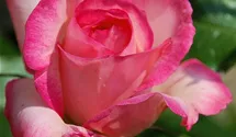 Rosa (Kletterrose) 'Harlekin'®