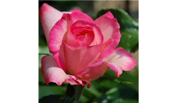 Rosa (Kletterrose) 'Harlekin'®