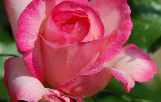 Rosa (Kletterrose) 'Harlekin'®