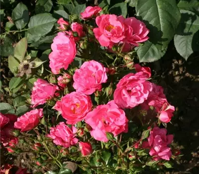 Rosa (Kletterrose) 'Heidetraum-PLUS'