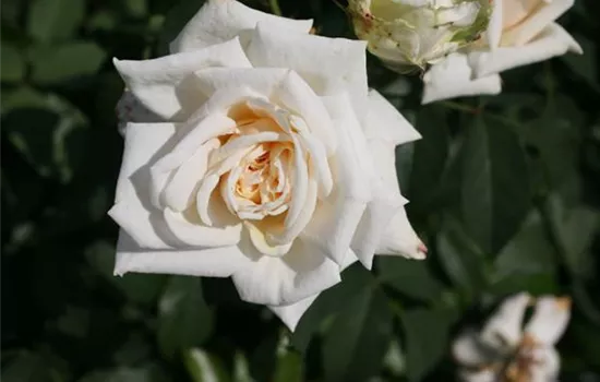 Rosa (Kletterrose) 'Ilse Krohn Superior'