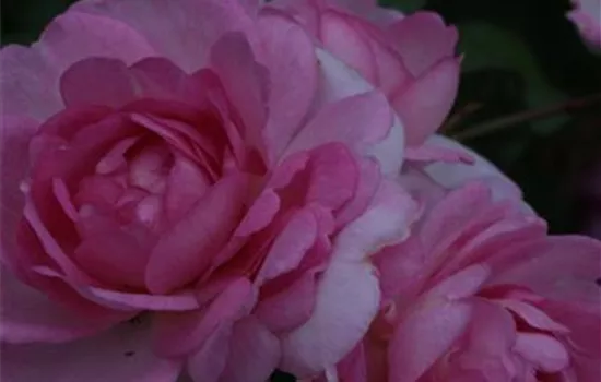 Rosa (Kletterrose) 'Jasmina'®