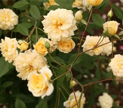 Rosa (Kletterrose) 'Malvern Hills'®