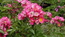 Rosa (Kletterrose) 'Maria Lisa'