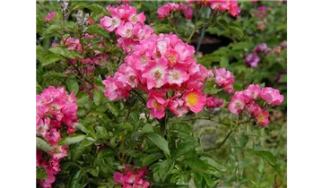 Rosa (Kletterrose) 'Maria Lisa'