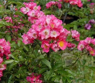 Rosa (Kletterrose) 'Maria Lisa'