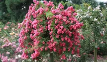 Rosa (Kletterrose) 'Maria Lisa'