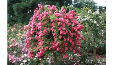 Rosa (Kletterrose) 'Maria Lisa'