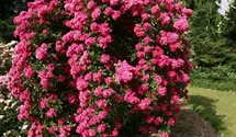 Rosa (Kletterrose) 'Maria Lisa'