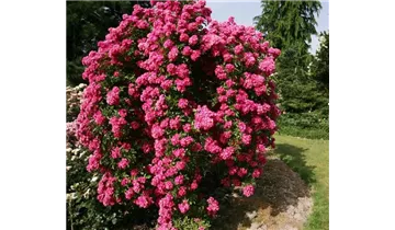 Rosa (Kletterrose) 'Maria Lisa'