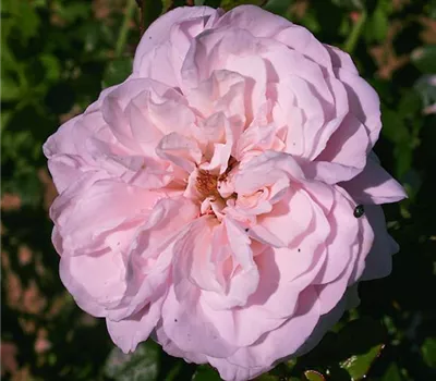 Rosa (Kletterrose) 'Millenium'®