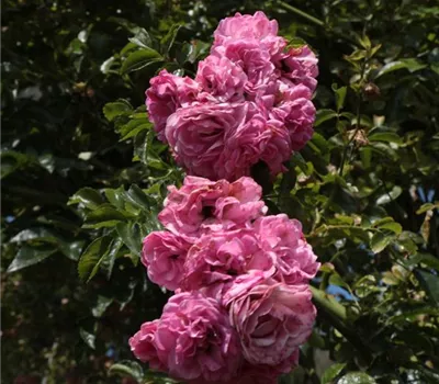 Rosa (Kletterrose) 'Minnehaha'