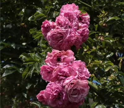 Rosa (Kletterrose) 'Minnehaha'