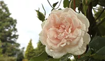 Rosa (Kletterrose) 'Mme Alfred Carrière'