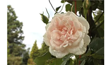 Rosa (Kletterrose) 'Mme Alfred Carrière'