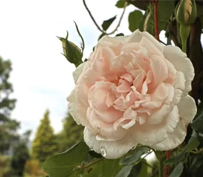 Rosa (Kletterrose) 'Mme Alfred Carrière'