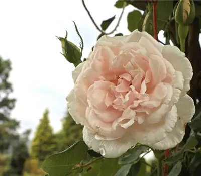 Rosa (Kletterrose) 'Mme Alfred Carrière'