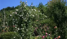 Rosa (Kletterrose) 'Mme Alfred Carrière'