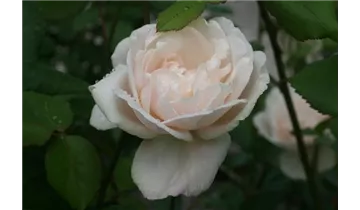 Rosa (Kletterrose) 'Mme Alfred Carrière'