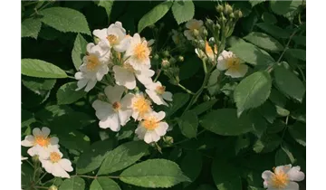 Syn. 'Büschel-Rose'