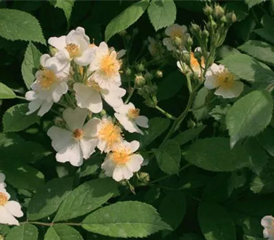 Rosa (Kletterrose) 'Multiflora'