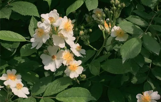 Rosa (Kletterrose) 'Multiflora'