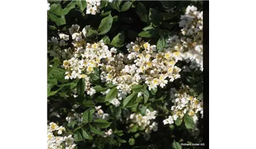 Syn. 'Büschel-Rose'