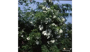 Syn. 'Büschel-Rose'