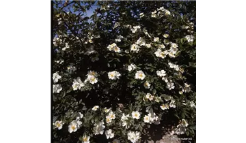 Syn. 'Büschel-Rose'