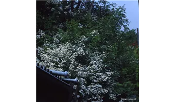 Syn. 'Büschel-Rose'