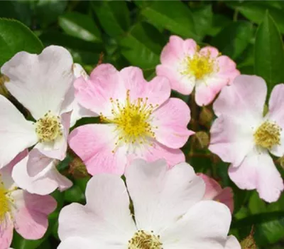 Rosa (Kletterrose) 'Multiflora adenochaeta'