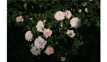 Rosa (Kletterrose) 'Multiflora carnea'