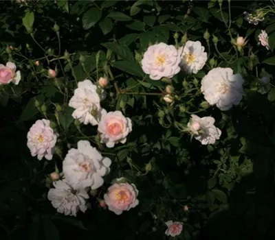 Rosa (Kletterrose) 'Multiflora carnea'