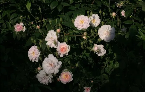Rosa (Kletterrose) 'Multiflora carnea'