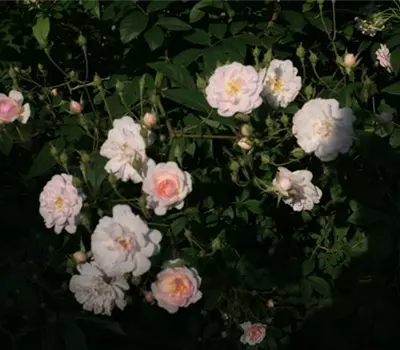 Rosa (Kletterrose) 'Multiflora carnea'