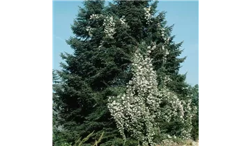 Rosa (Kletterrose) 'Multiflora carnea'