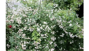Rosa (Kletterrose) 'Multiflora carnea'