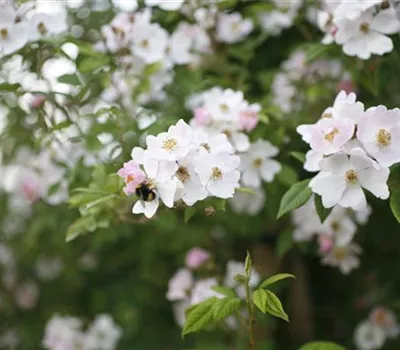 Rosa (Kletterrose) 'Multiflora cathayensis'