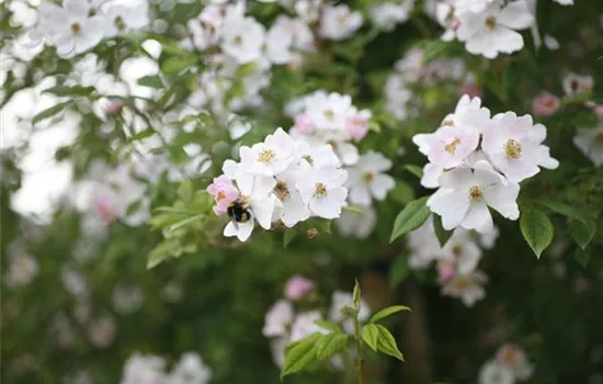 Rosa (Kletterrose) 'Multiflora cathayensis'