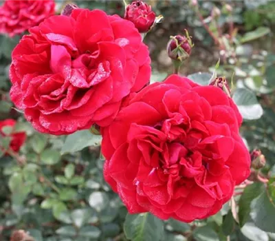 Rosa (Kletterrose) 'Naheglut'®