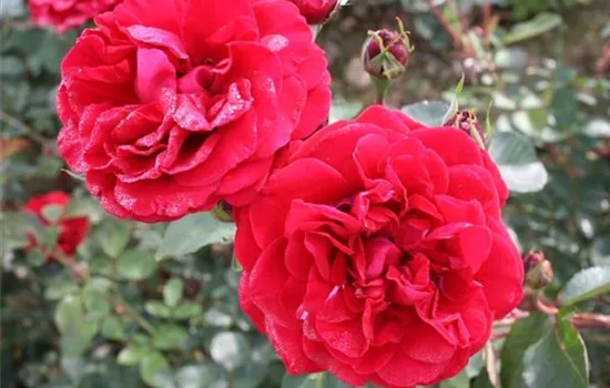 Rosa (Kletterrose) 'Naheglut'®
