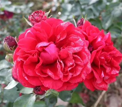 Rosa (Kletterrose) 'Naheglut'®