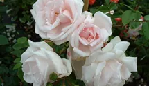 Rosa (Kletterrose) 'New Dawn'