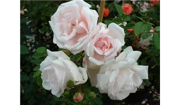 Rosa (Kletterrose) 'New Dawn'