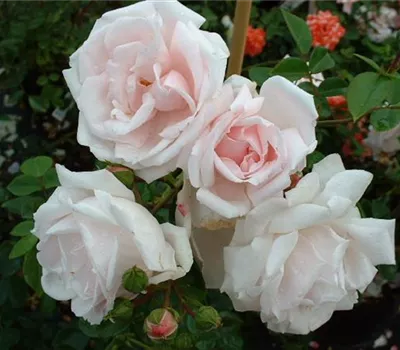 Rosa (Kletterrose) 'New Dawn'