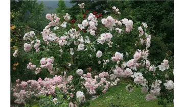 Rosa (Kletterrose) 'New Dawn'