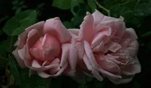 Rosa (Kletterrose) 'New Dawn'