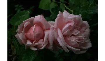 Rosa (Kletterrose) 'New Dawn'
