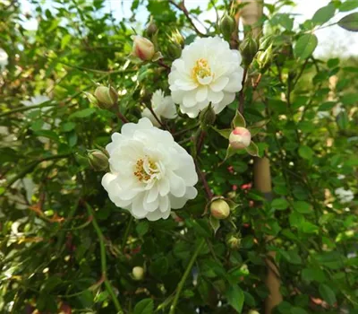 Rosa (Kletterrose) 'Niagara Falls'